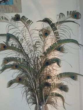 Natural Peacock Feather Arrangement -